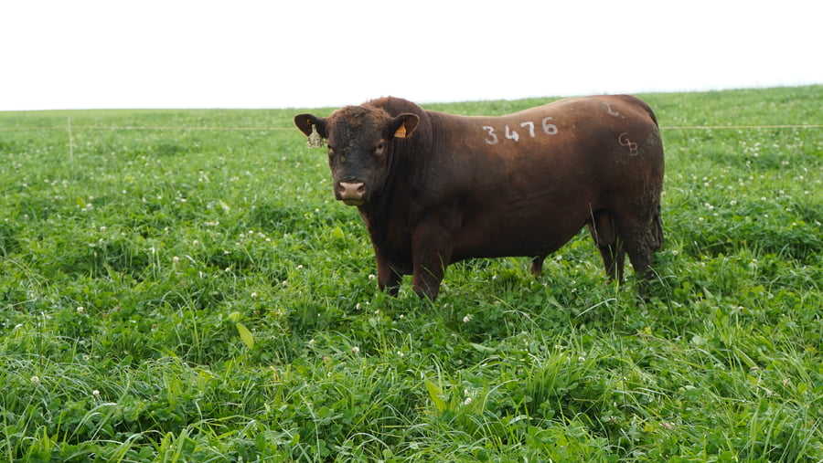 Lote (Vendido)Toros a remate en Ganadera Barracas S.A en Caraguata