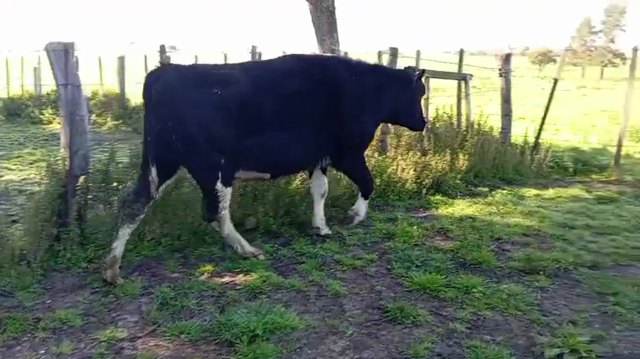 Lote Vaquillonas  a remate en Pantalla Camy 550kg - , San José