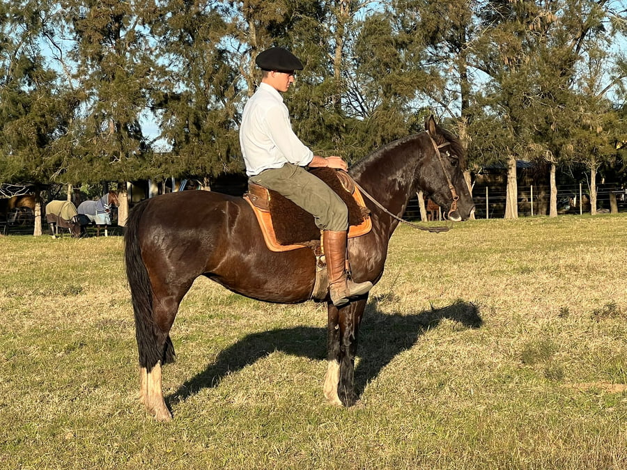 Lote Yegua de 5 Años