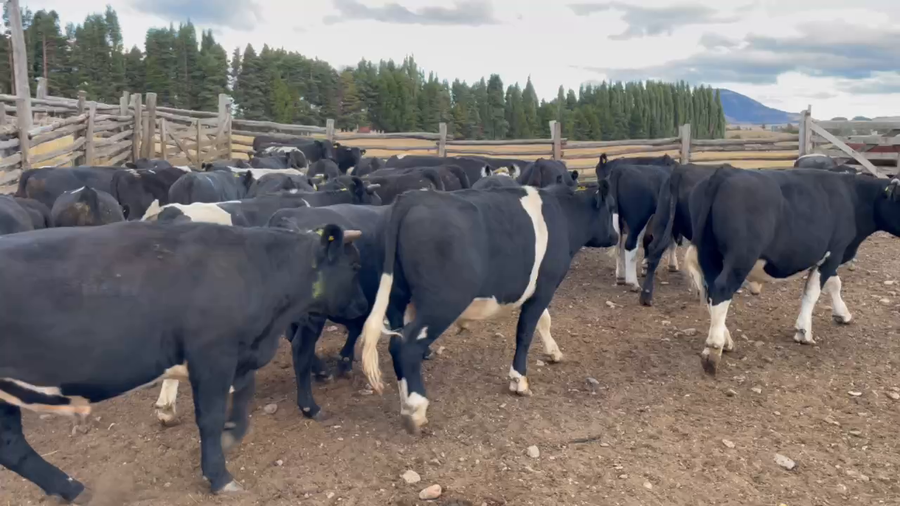 Lote 40 Novillo Engorda en Coyhaique, XI Región Aysén