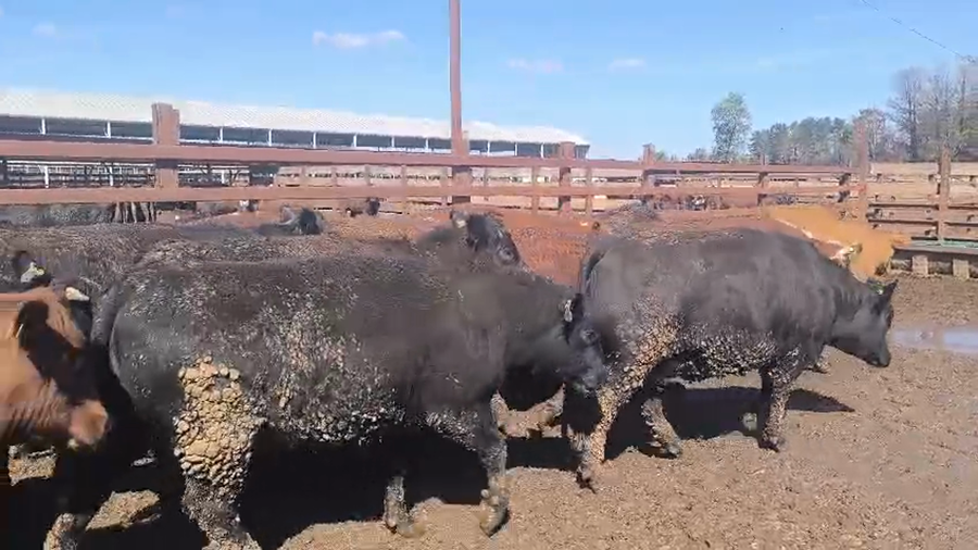 Lote 20 Vaquilla Gorda en Los Ángeles, VIII Región Biobío