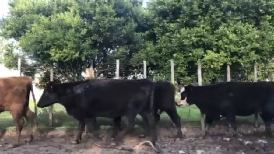 Lote 40 vacas preñadas