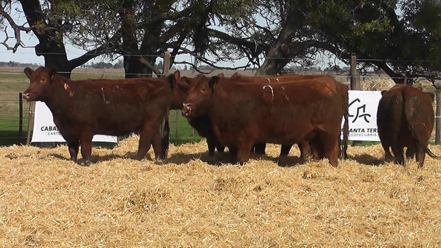 Lote VAQUILLONAS COLORADAS PREÑADAS