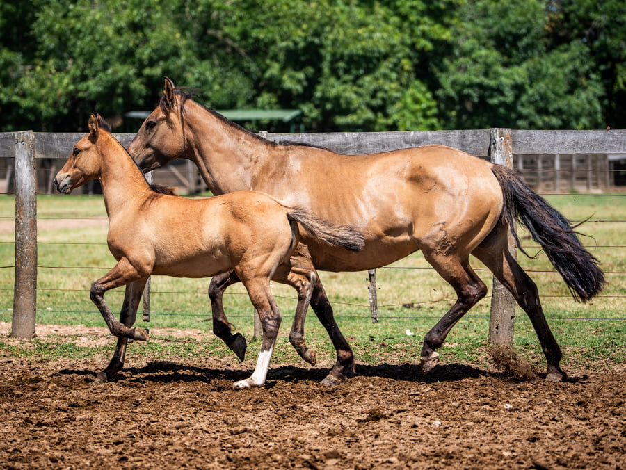 Lote DEL SIETE CONDICION