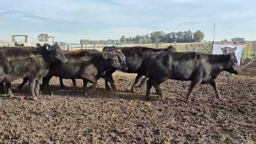 Lote 11 Vacas nueva, medio uso y usadas con g/p
