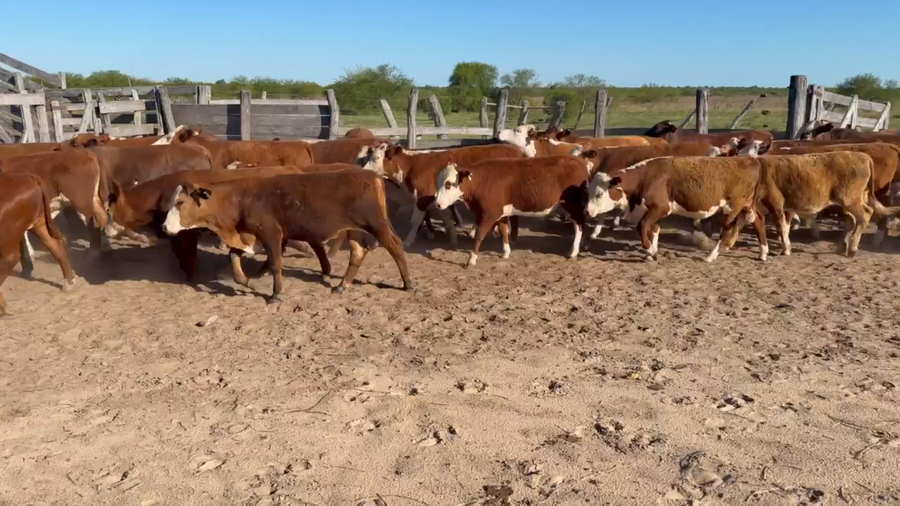 Lote 72 Terneros/as