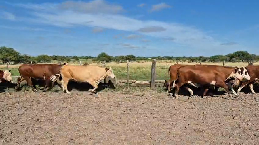 Lote 33 Vacas p/ invernar en Corrientes, Curuzu Cuatia