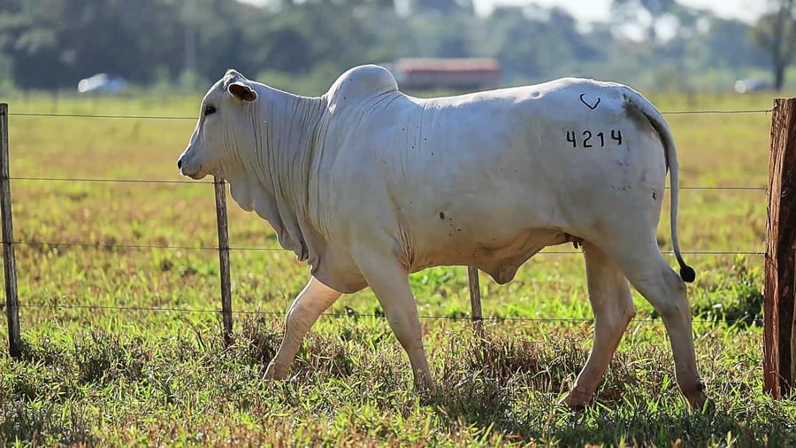 Lote LOTE 71A