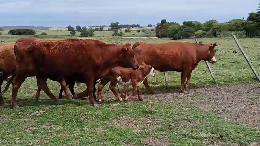Lote 14 Piezas de cría a remate en Pantalla Camy, San José