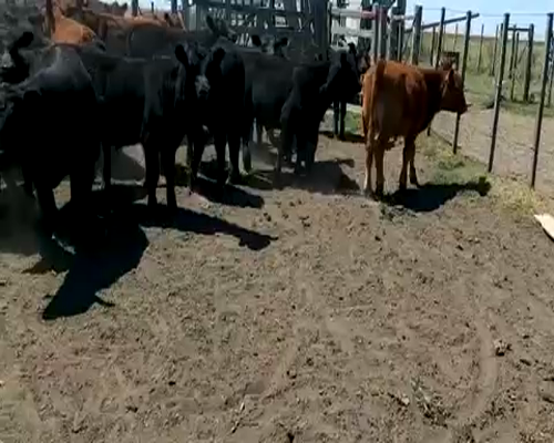 Lote 70 Terneros en Tres Arroyos, Buenos Aires