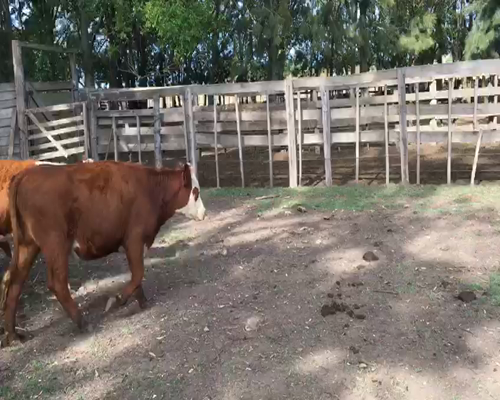 Lote 1 Vaquillonas PI en 18 de Julio-Pueblo Nuevo, San José