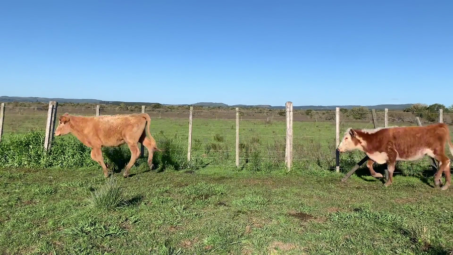 Lote 52 Terneros