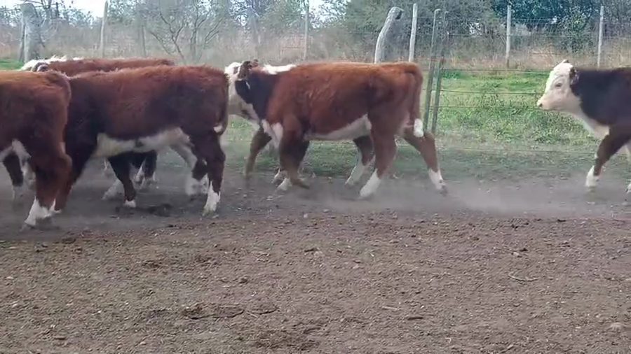 Lote 93 Terneros/as en Corrientes, Curuzú-Cuatiá