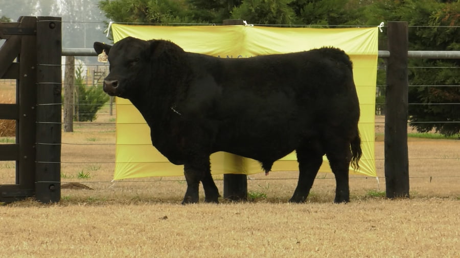 Lote TOROS ANGUS PUROS DE PEDIGREE