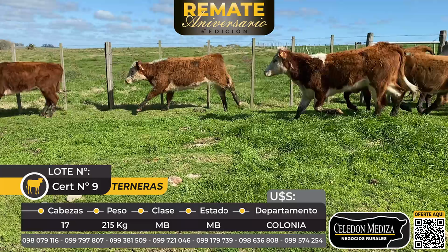 Lote 17 Terneras en Soriano