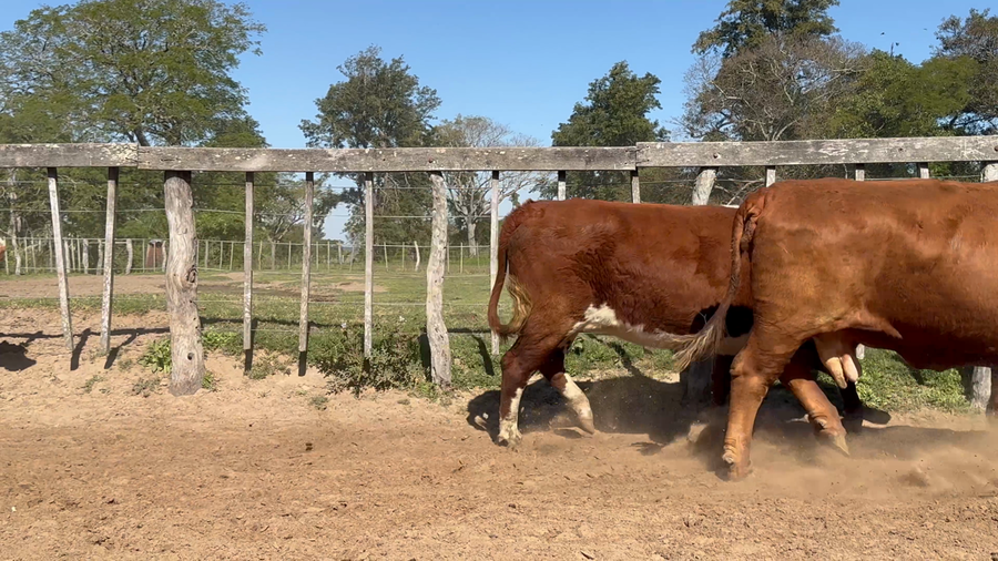 Lote 34 Vacas  en Corrientes, Lavalle