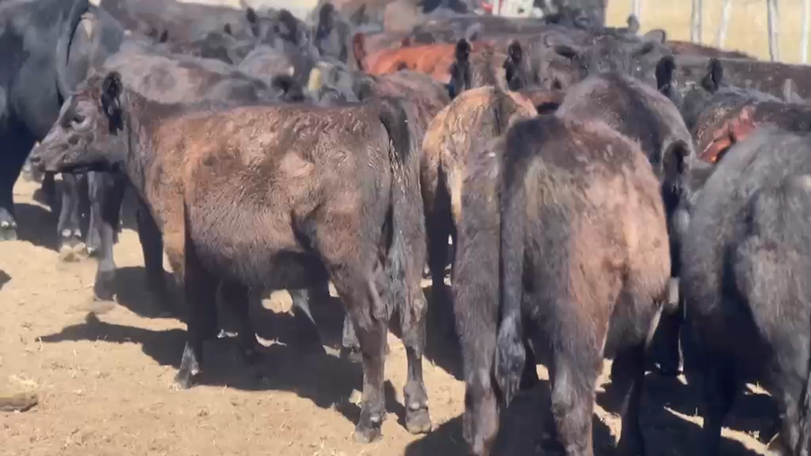 Lote 140 Terneras