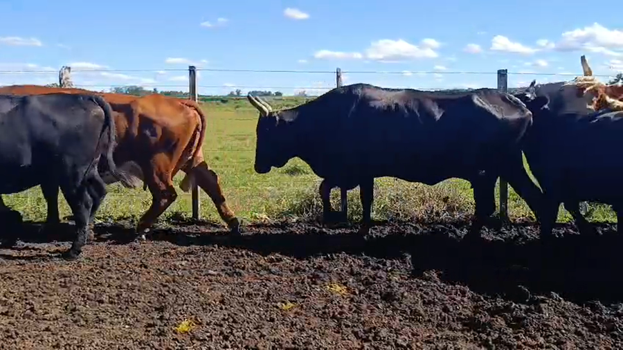 Lote 22 Vacas de invernar en Corrientes, Mocoretá