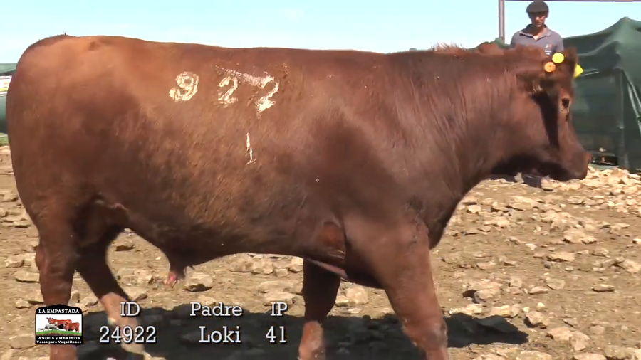 Lote 3 Toros a remate en Cabaña La Empastada, Artigas