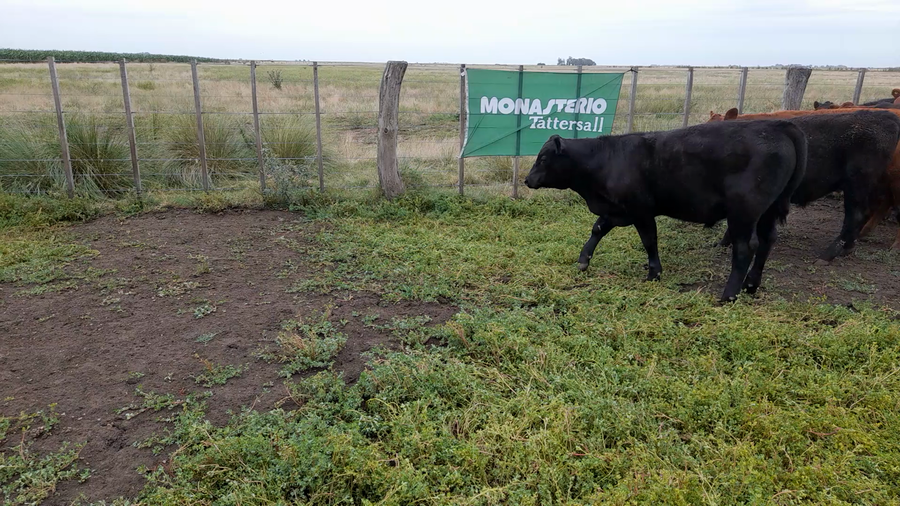 Lote 11 Novillitos en Laprida
