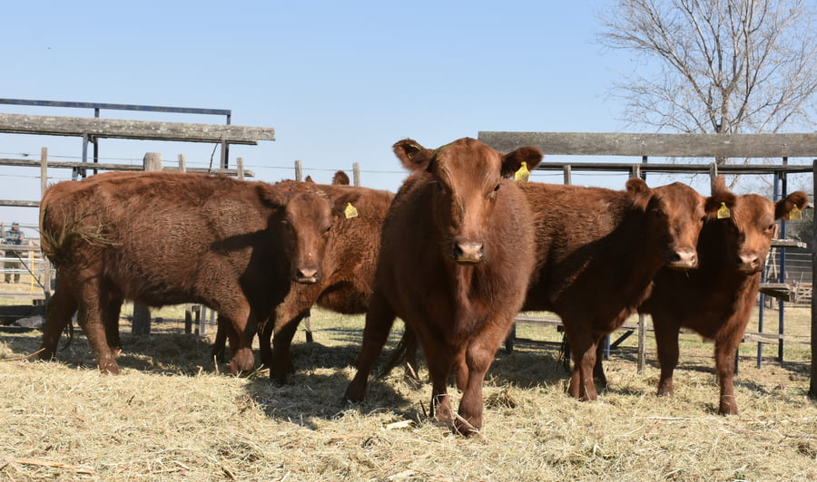Lote HEMBRAS PURAS CONTROLADAS(COLORADA)(Corral 48)