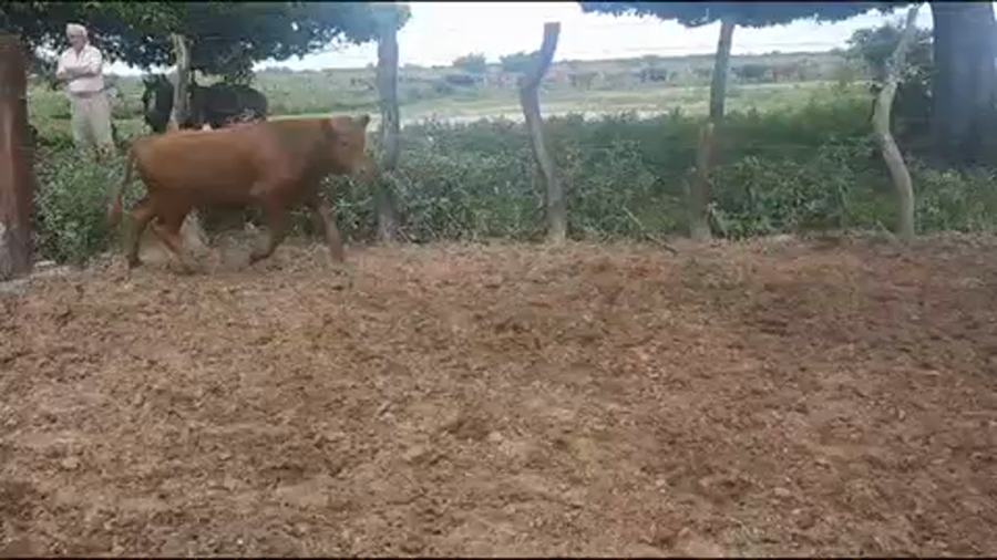 Lote 45 Vacas CUT con cría en Esquina, Corrientes