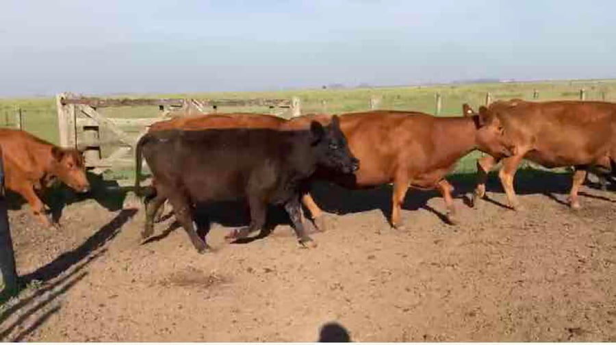 Lote 36 Vacas de invernar en Gral. Alvear, Buenos Aires