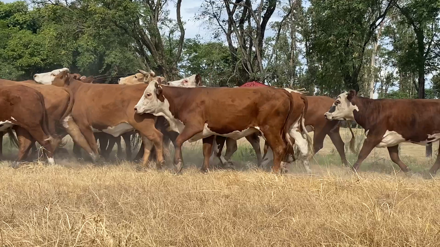 Lote 86 Vaquillonas C/ servicio en Corrientes, Paso de Los Libres