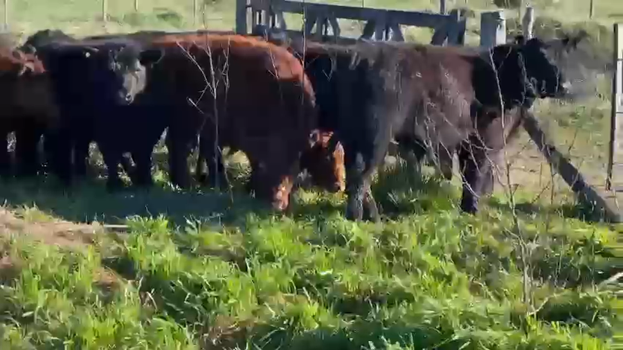 Lote 70 Terneros en Dolores, Buenos Aires