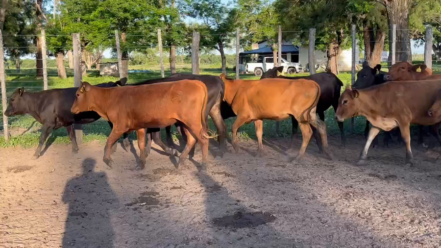 Lote 88 Vaquillonas en Gran Guardia, Formosa
