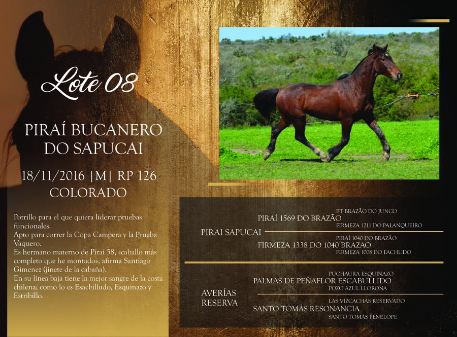 Lote RP 126 - PIRAÍ BUCANERO DO SAPUCAI