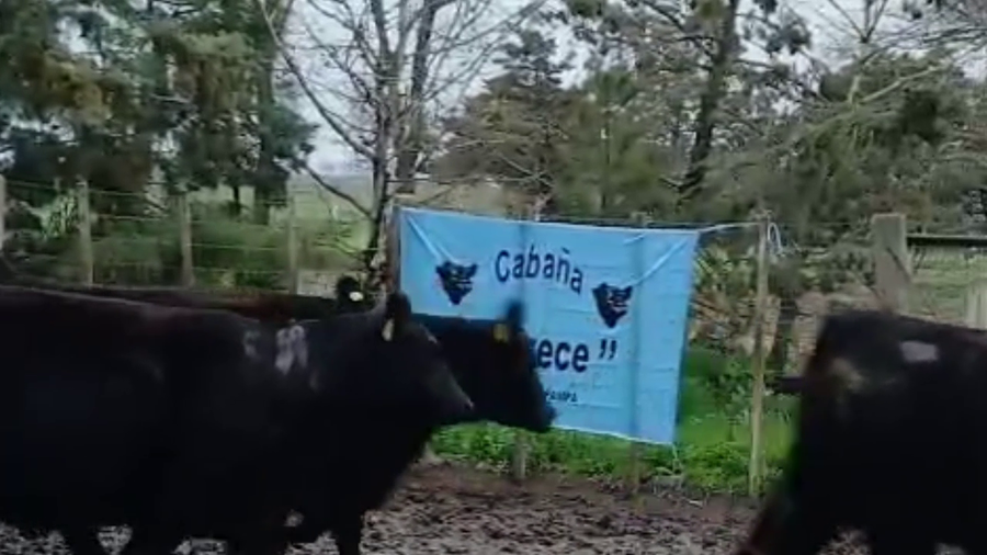 Lote VAQULLONAS A. ANGUS PC Cabaña "El Trece" de Oscar palos