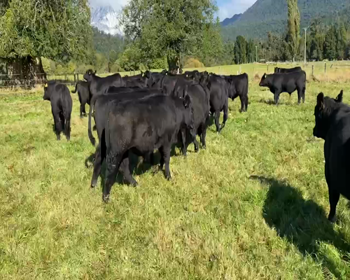 Lote 29 Ternero en Osorno, X Región Los Lagos
