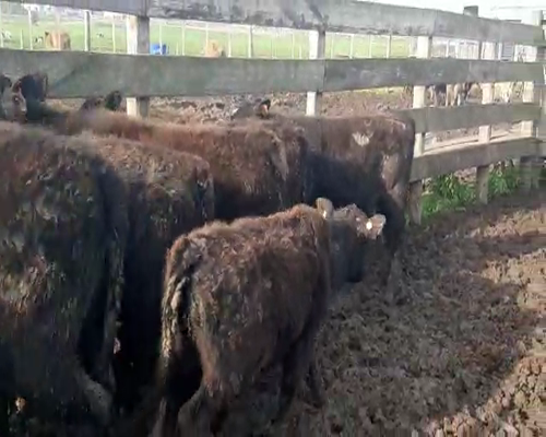 Lote 9 Terneros CRUZA ANGUS a remate en Pantalla Camy 150 - 170kg - , San José