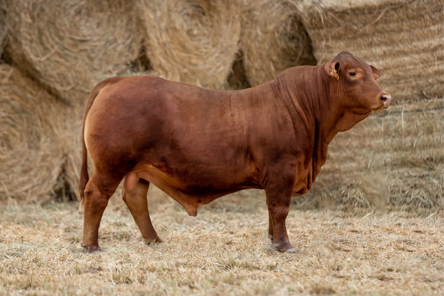 Lote Reproductores Altohondo - Lote 58