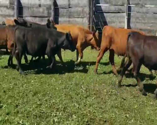 Lote 100 Terneros en Villaguay, Entre Ríos
