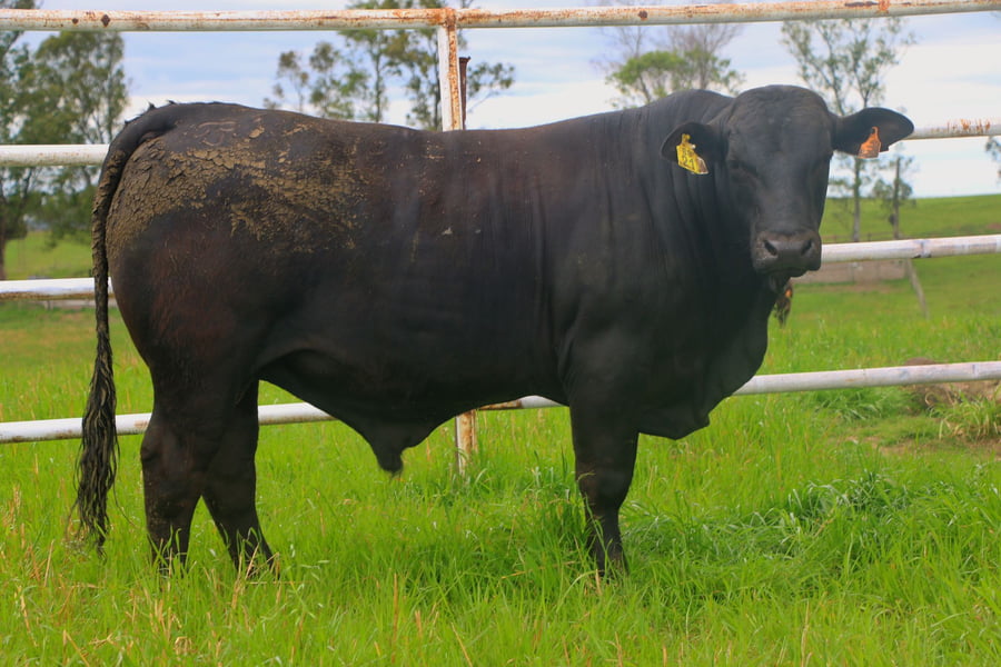 Lote Toros a remate en 14º Nacional Brangus, Tacuarembó