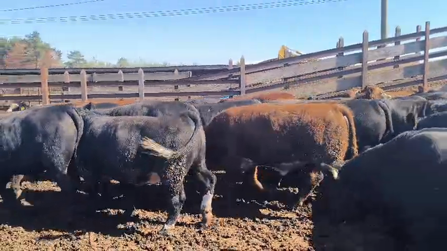 Lote 20 Novillo Gordo en Los Ángeles, VIII Región Biobío