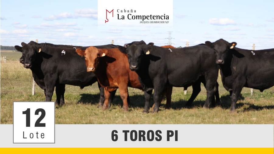 Lote (Vendido)Toros a remate en Subasta Toros de La Competencia, Montevideo