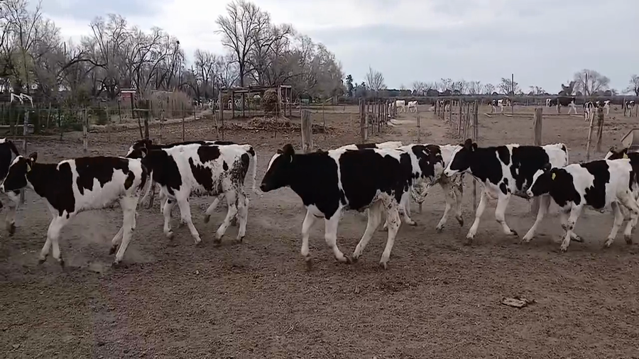 Lote 21 Terneros Holando Argentino en Sunchales, Santa Fe