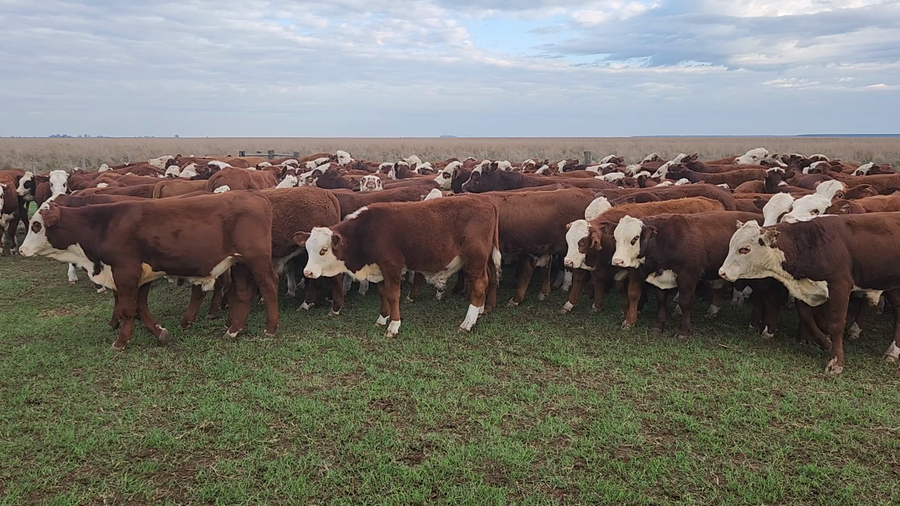 Lote 150 Terneros en Esquina, Corrientes