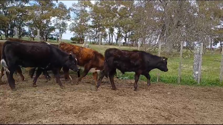 Lote (Vendido)6 Terneros NORMANDO/ ANGUS a remate en #35 Pantalla Carmelo 145kg -  en CUCHILLA DEL PERDIDO