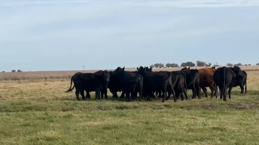 Lote 20 Vacas nuevas Preñadas