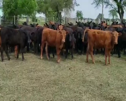 Lote 72 Terneros/as en Villaguay, Entre Ríos