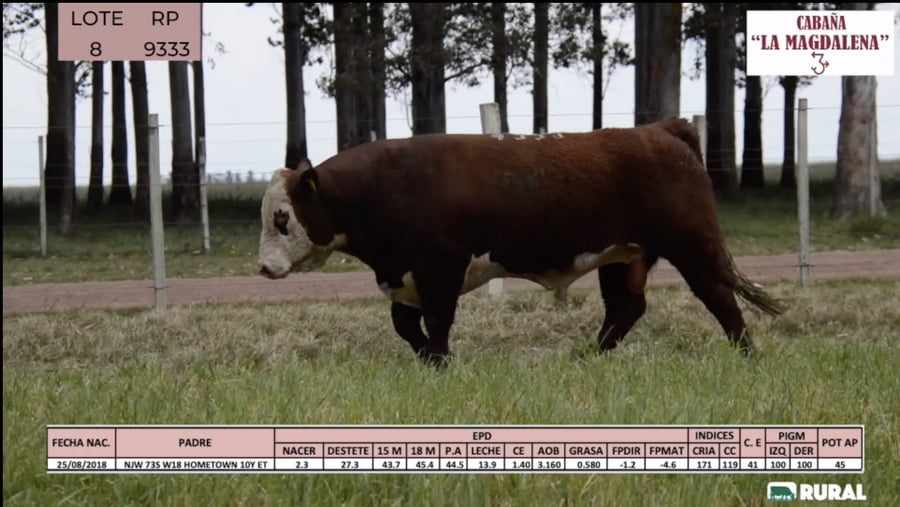 Lote Toros POLLED HEREFORD PI RP 933 9351 9376