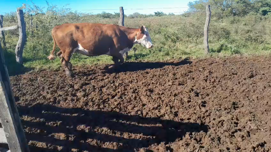 Lote 50 Vacas faena UE