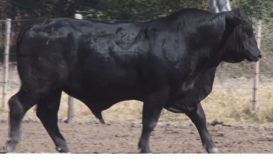 Lote TOROS(CORRAL 12)BRANGUS "CABAÑA DON TINCHO"