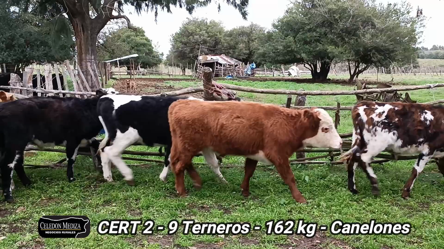 Lote 09 Terneros en Canelones