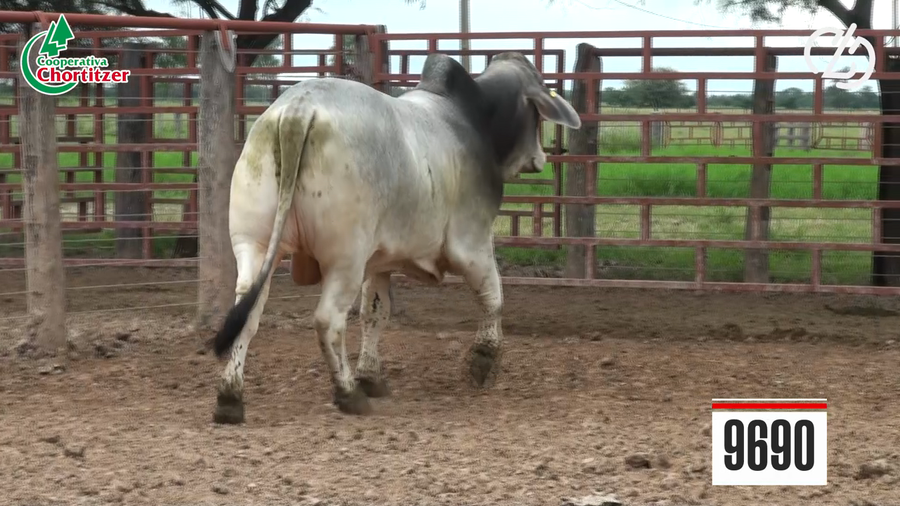 Lote Toros Brahman