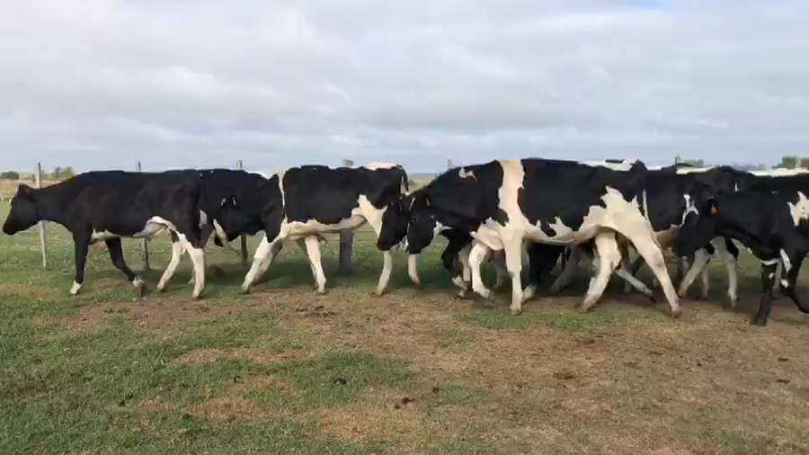 Lote 15 novillos holando